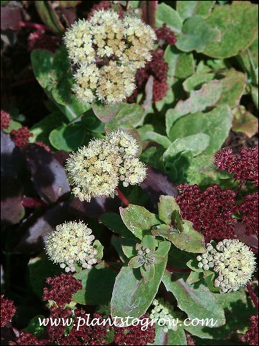 The white flowers are Gooseberry Hill, the reds are from Sedum Purple Emperor.